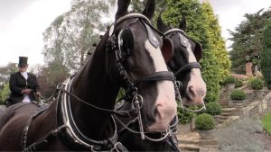 Graham & Sophie's carriage horses at Ashdown Park