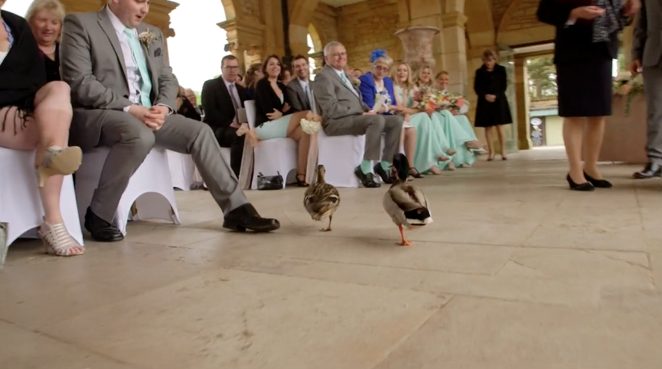 Ducks crash the wedding at Hever Castle and insist on staying